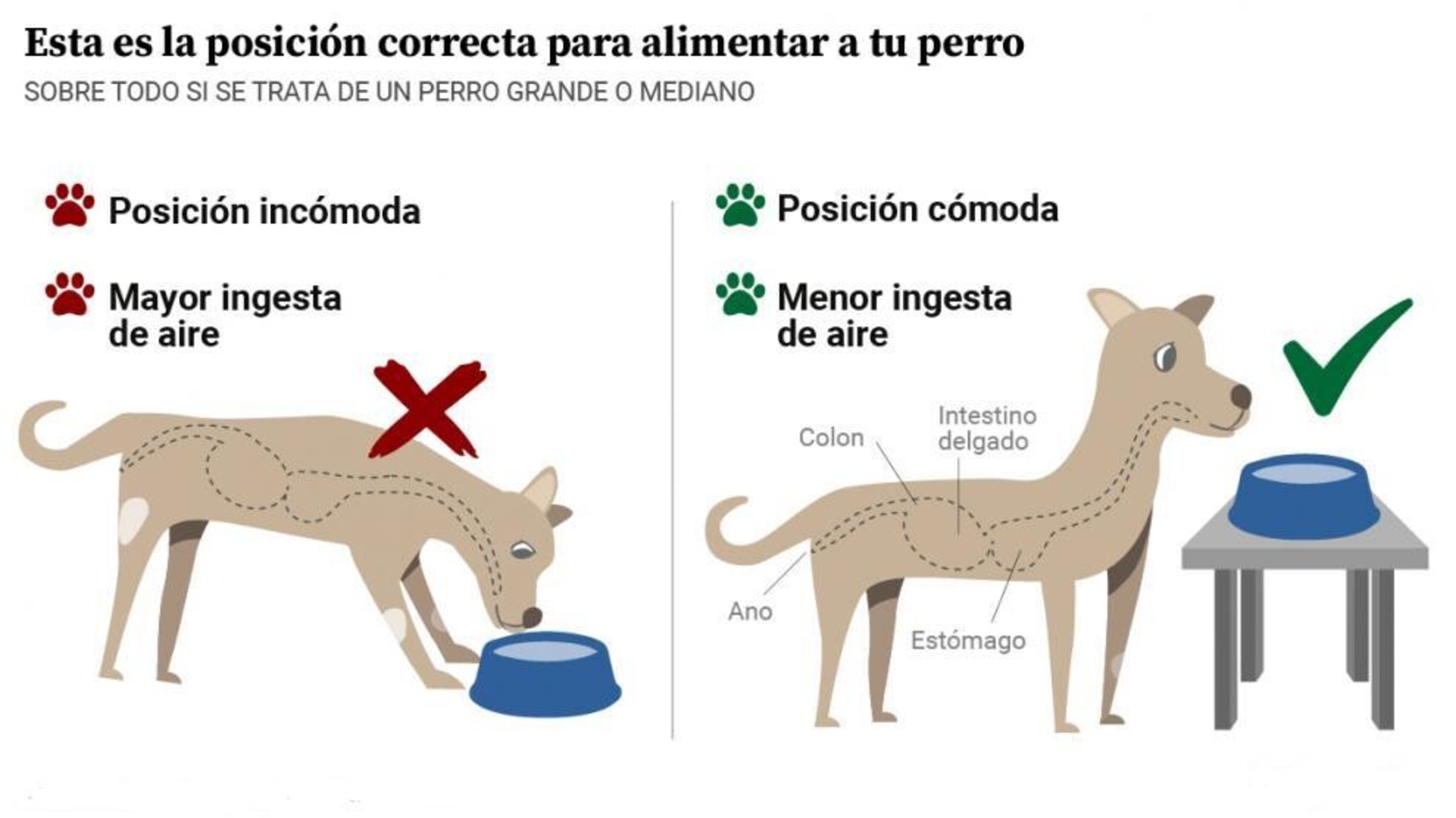Comedero Max - 5
